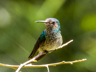 White-necked Jacobin Florisuga mellivora in Costa Rica