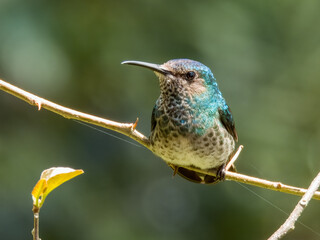 White-necked Jacobin Florisuga mellivora in Costa Rica