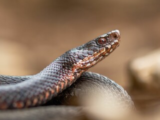Fototapeta premium Closeup of a coiled snake atop a cluster of grey rocks