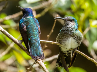White-necked Jacobin Florisuga mellivora in Costa Rica