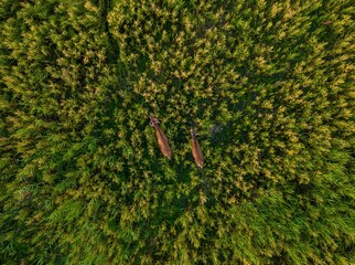 White-tailed deer in the middle of a lush, green forest near tall trees, surrounded by nature
