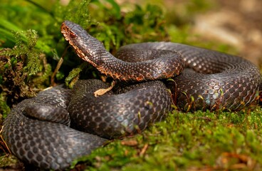 Closeup of a snake coiled and resting atop a bed of lush moss in a natural setting