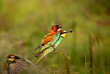 Closeup of bee-eater birds perched on a bush in a natural outdoor setting