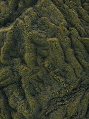 Closeup of an aged tree trunk with a lush layer of green moss spreading across its surface