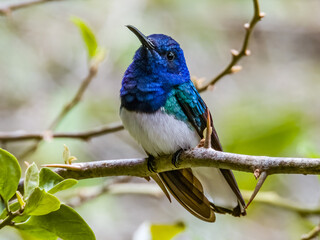 White-necked Jacobin Florisuga mellivora in Costa Rica