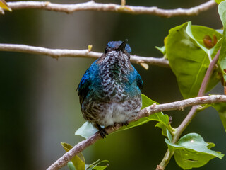 White-necked Jacobin Florisuga mellivora in Costa Rica