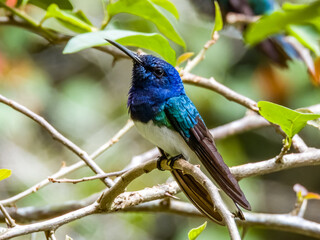 White-necked Jacobin Florisuga mellivora in Costa Rica