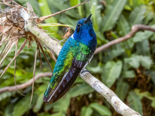 White-necked Jacobin Florisuga mellivora in Costa Rica