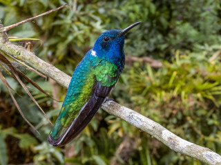 White-necked Jacobin Florisuga mellivora in Costa Rica