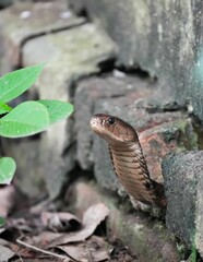 Fototapeta premium Close-up shot of a King cobra, coiled up and resting against a rock