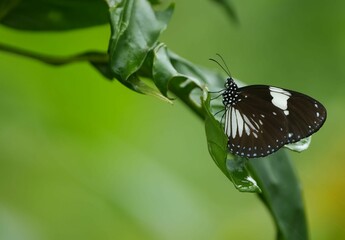 Closeup of a vibrant Malay tiger perched on a plant in a lush green with a blurry background