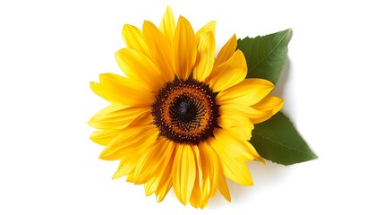 Sunny yellow sunflower isolated on a clean white background, radiating warmth and happiness.