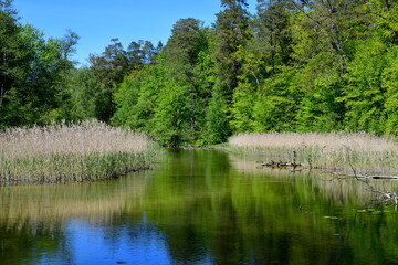 reservoir, wave, mirror, reflection, one, alone, single, coast, rocky, shade, fauna, flora, shrub, moor, forest, log, vast, shallow, bottom, stream, river, lake, swim, float, eye, beak, tail, wing, bi