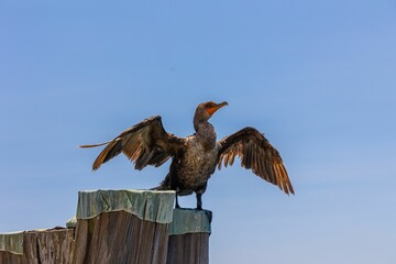 Majestic Double-crested cormorant bird perched atop a wooden pole, its wings outstretched in the air