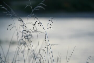 Scenic outdoor view of lush grass illuminated by the sun's rays in Oregon