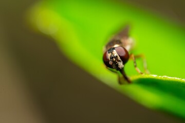 Detailed close-up macro of a Ladder Backed Hover Fly sucking nectar from a plant lief. Melanostoma...