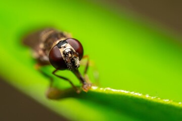 Detailed close-up macro of a Ladder Backed Hover Fly sucking nectar from a plant lief. Melanostoma scalare