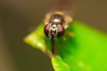 Detailed close-up macro of a Ladder Backed Hover Fly sucking nectar from a plant lief. Melanostoma scalare