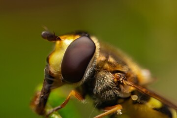 Detailed close-up macro of a Ladder Backed Hover Fly sucking nectar from a plant lief. Melanostoma...