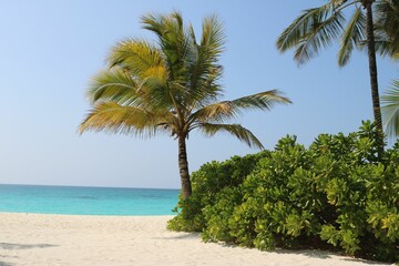 Fototapeta premium Scenic view of a tropical beach featuring lush palm trees and vegetation near the edge of the water.