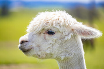 Closeup of a white alpaca in a green field in New Zealand