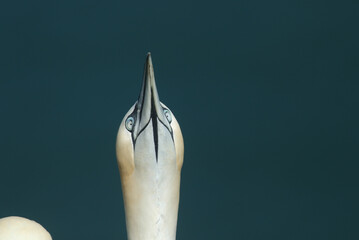 A head shot of a displaying Gannet (Morus bassanus) standing on the edge of a cliff.