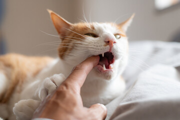 飼い主の指を嚙む猫　茶トラ白