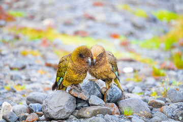Closeup of two Kea birds in Monkey Creek, Milford Sound, New Zealand