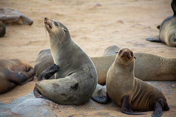 Seals resting on the sandy beach in a relaxed pose