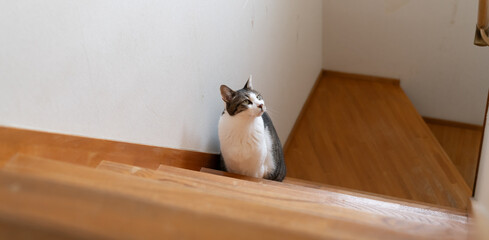 階段を登る猫　キジトラ白