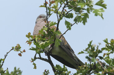 An endangered Turtle Dove, Streptopelia turtur, perching at the top of a Hawthorn tree in springtime