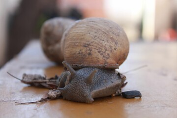 Close-up of a snail slowly making its way over a bright orange tabletop