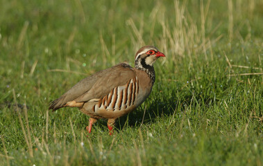 A Red-legged Partridge, Alectoris rufa, walking along the edge of a field.	
