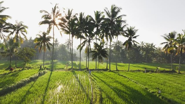 Aerial view of lush green rice fields at Mancingan, Ubud, during sunrise, Gianyar, Bali, Indonesia.