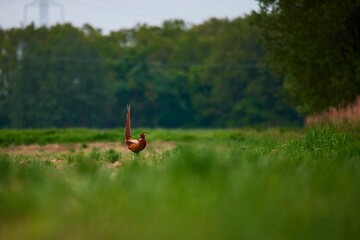 Pheasant walking on green grass on a meadow
