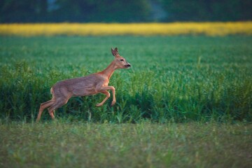 Roe deer running across a green field in summer
