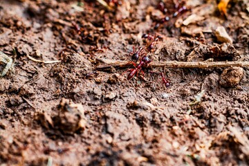 Macro image of a group of safari ants (Siambus) from Arusha, Tanzania