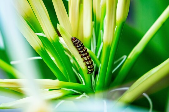 Close-up shot of Brithys crini, amaryllis borer larva on a green plant stem.
