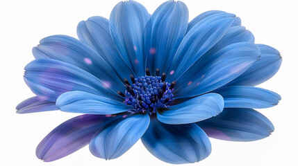 Fototapeta premium Blue flower isolated on white background