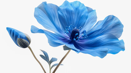 Blue flower isolated on white background