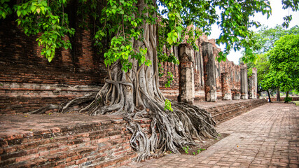 The ruins of the old church of Wat Thammikarat are covered with large Bodhi trees in Phra Nakhon Si...