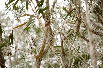 Vibrant display of Callistemon pallidus (Lemon Bottlebrush) flowers