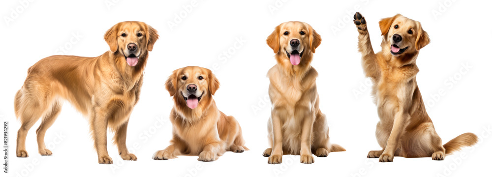 Poster golden retriever png element set on transparent background