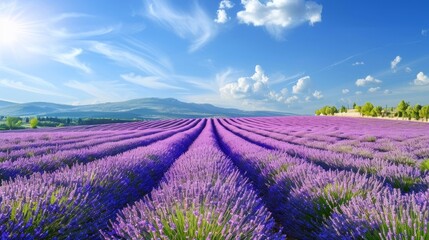 Stunning lavender field landscape under blue sky