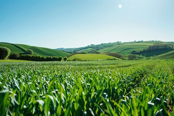 A vast field of vibrant green grass under a clear blue sky