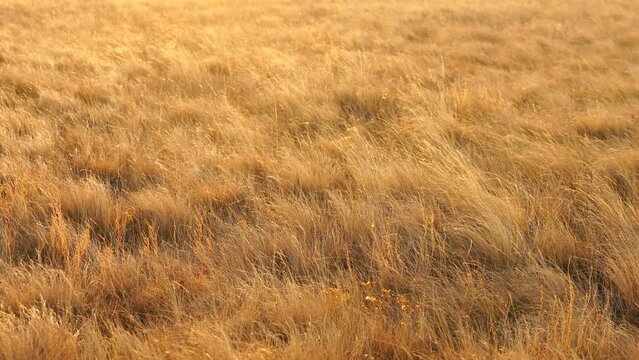 Field of dry Yellow grass field background on a suny day