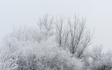 Winter in The Netherlands; frost covered trees and shrubs in hazy weather