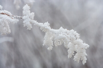 Winter in The Netherlands; close up of a frost covered branch 