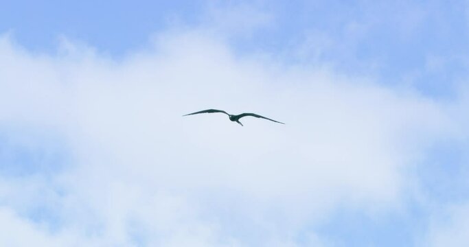 Slow motion of a Frigatebird flying against semi cloudy sky.