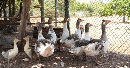 Row of white Pomeranian geese standing behind a metal fence in a grassy area © Wirestock